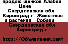 продаю щенков Алабая › Цена ­ 5 000 - Свердловская обл., Кировград г. Животные и растения » Собаки   . Свердловская обл.,Кировград г.